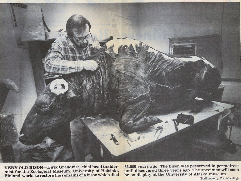 Imagen: Museo del Norte de Alaska
